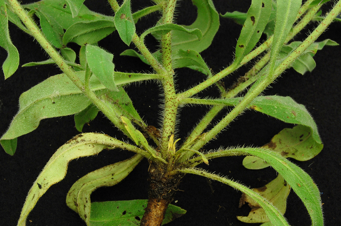 The much-branched hairy stems with several reddish-brown speckles