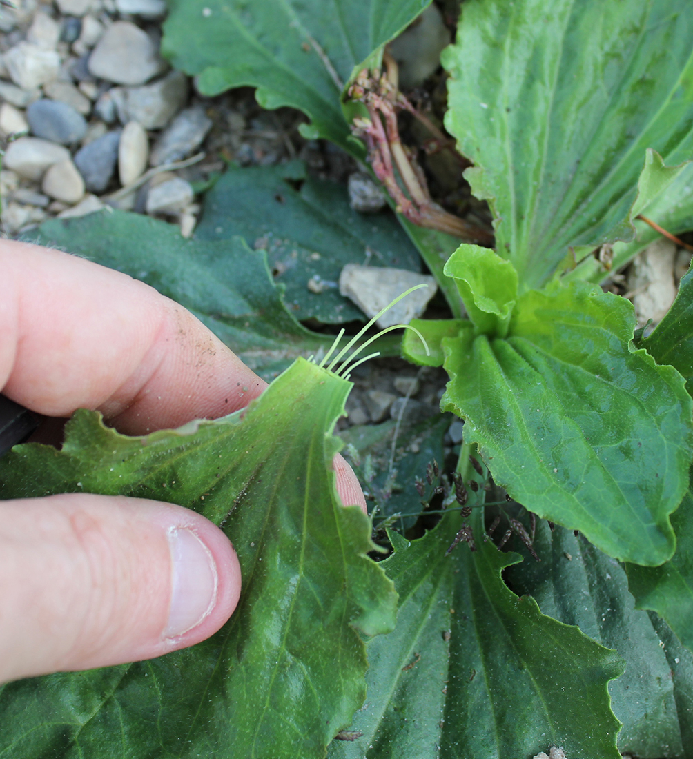 Leaf veins are prominent and easily exposed when the leaf is torn from the base