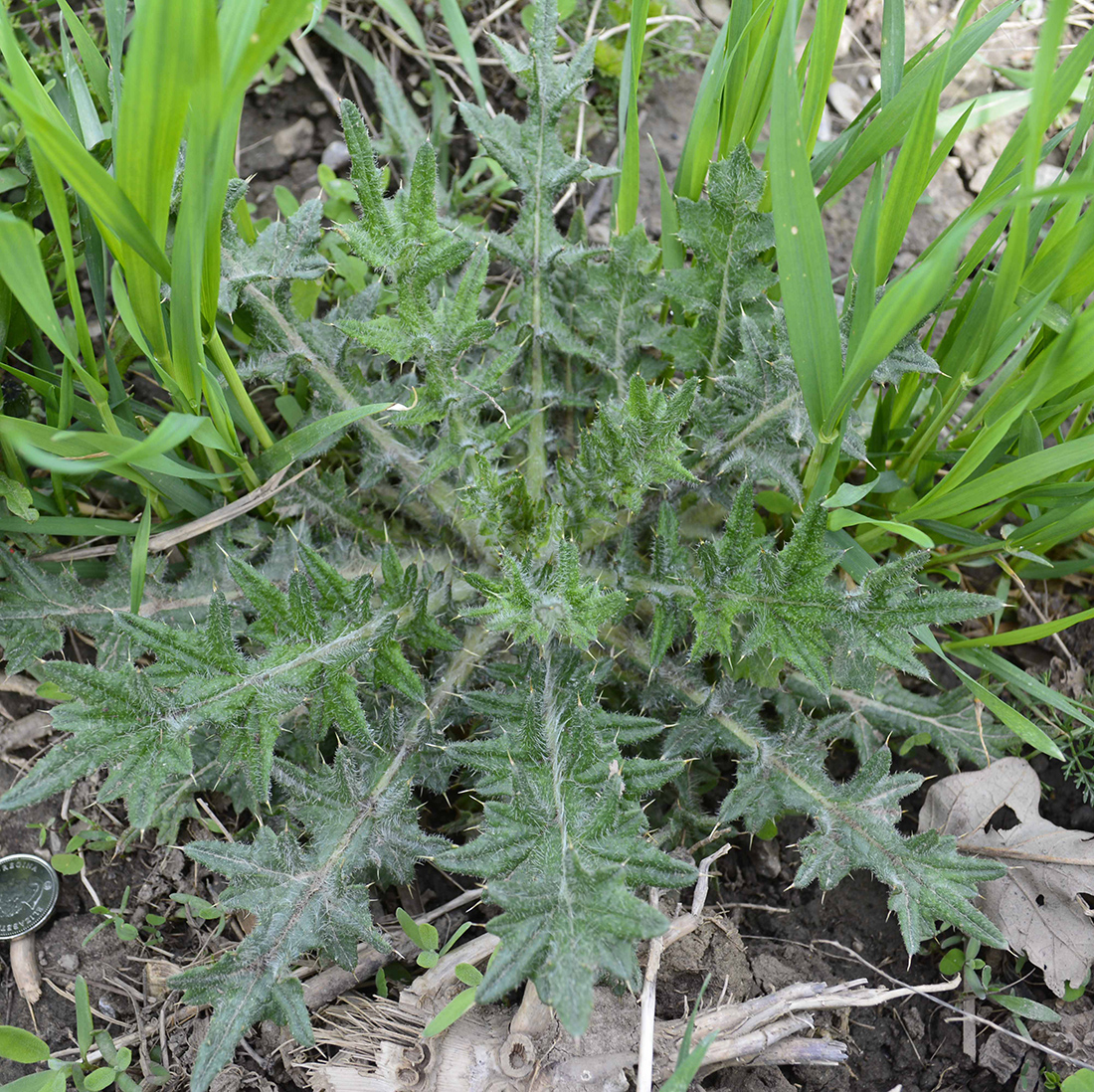 An established second year rosette with dark green leaves, fuzzy surface and spiny margins