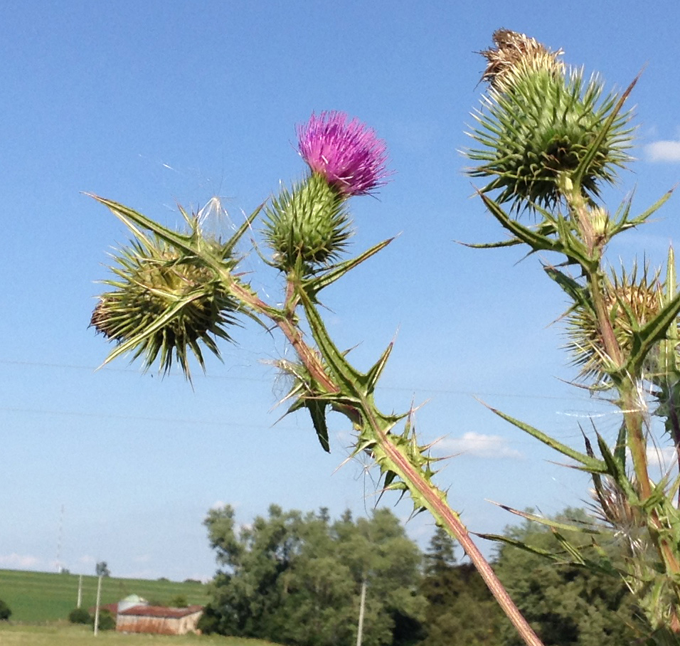 Thistle & Spire, Site marchand Thistle & Spire