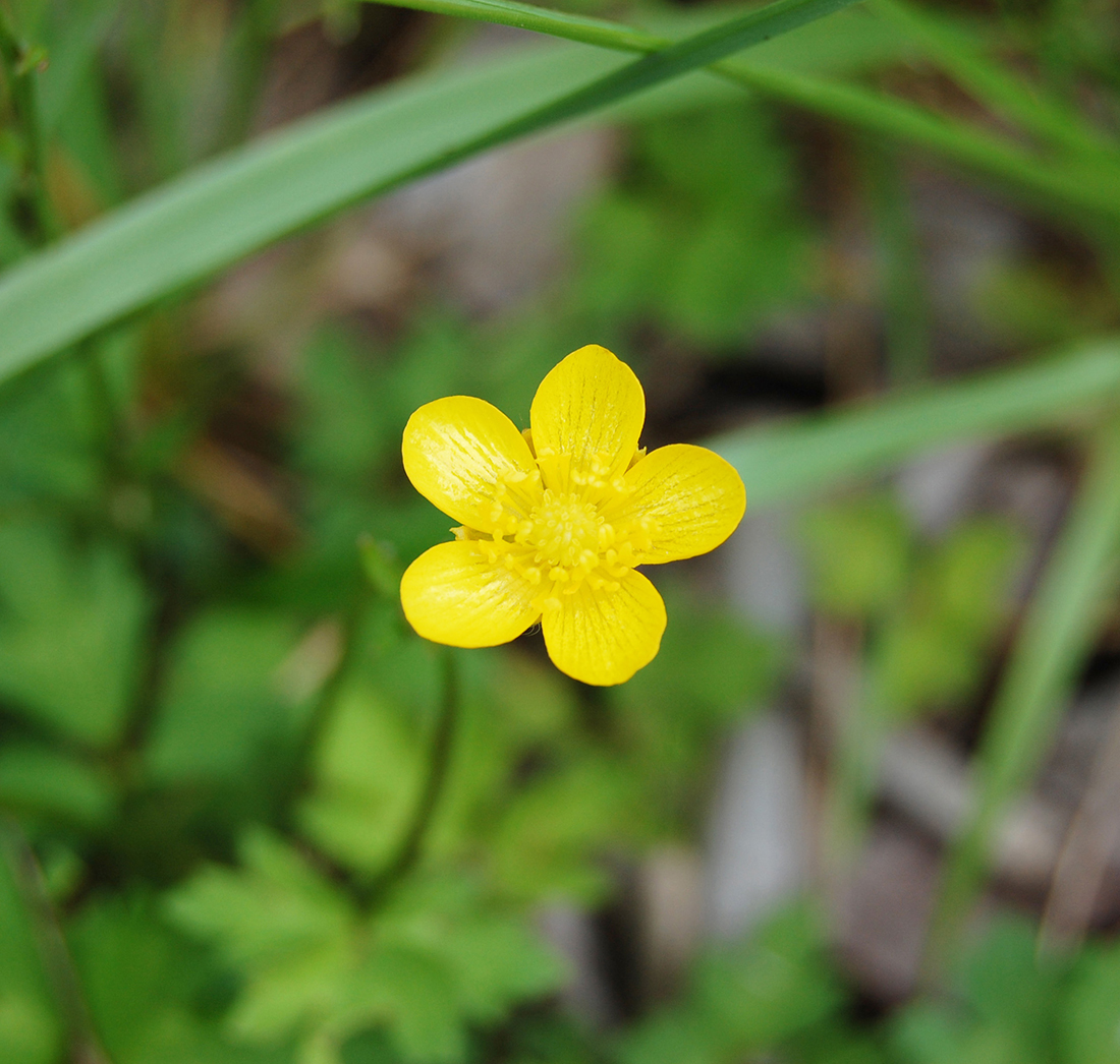 Creeping buttercup’s yellow flower with five petals that are distinctly separate