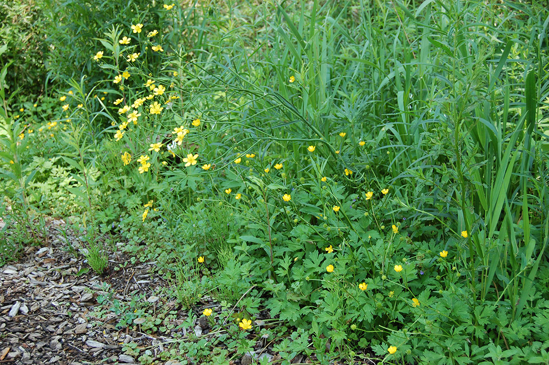 A tall buttercup plant hovering above a cluster of creeping buttercup plants