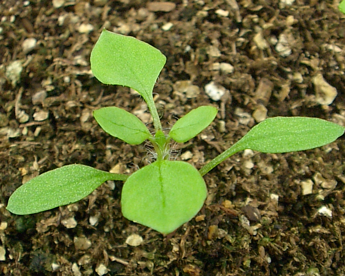 A small seedling with opposite leaves