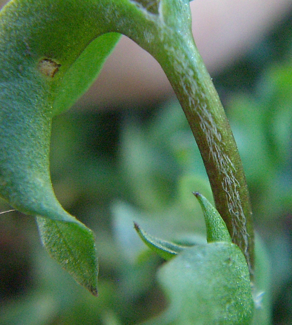 The stems contain a line of short hairs that alternate from one side to another following each internodes