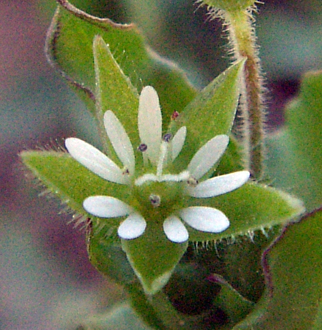 Fleur composée de cinq pétales blancs, profondément divisés. Le calice, composé de cinq sépales pubescents, est bien visible sous la corolle