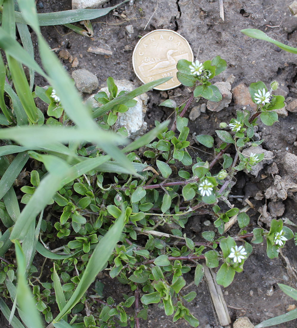 Flowering chickweed in a winter wheat field during early May