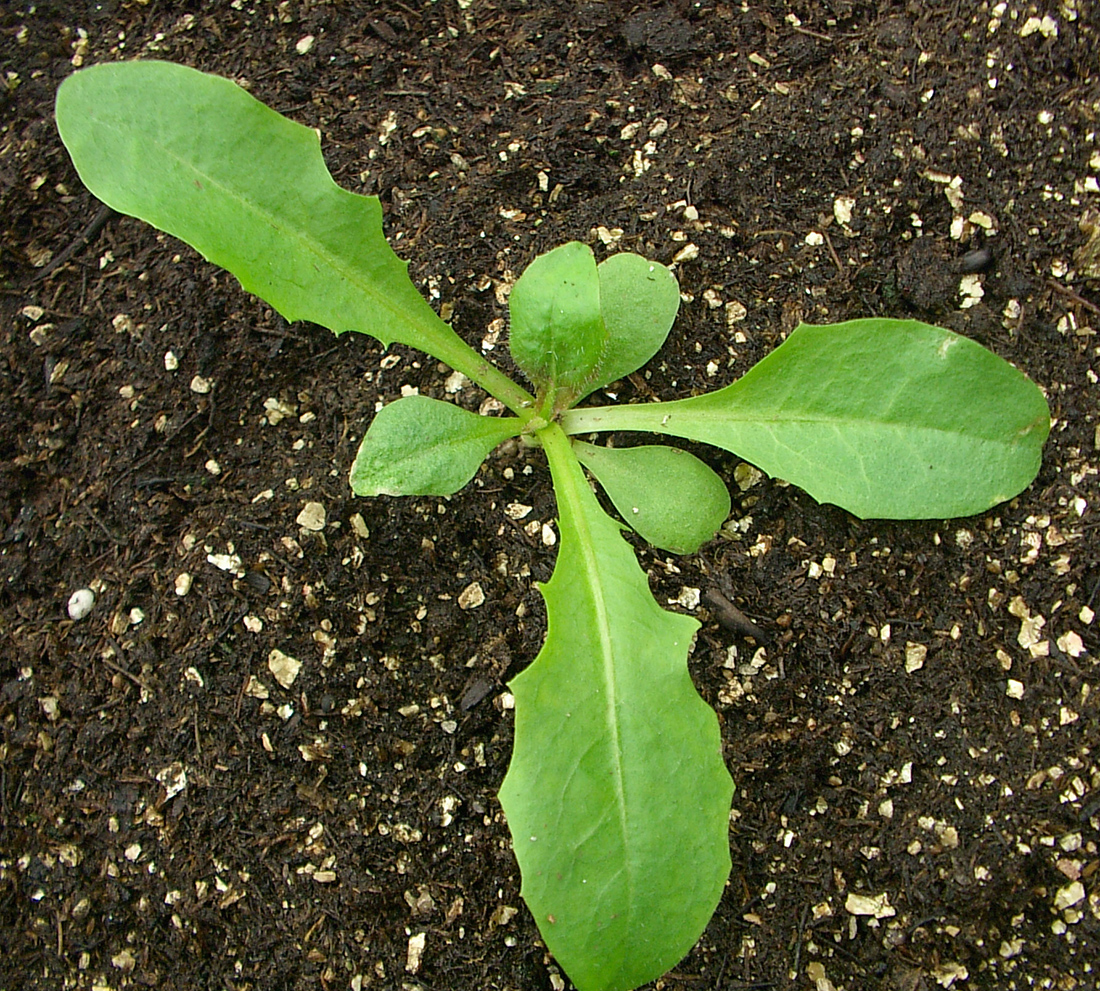 A seedling plant that closely resembles dandelion, but with older leaves that have hair