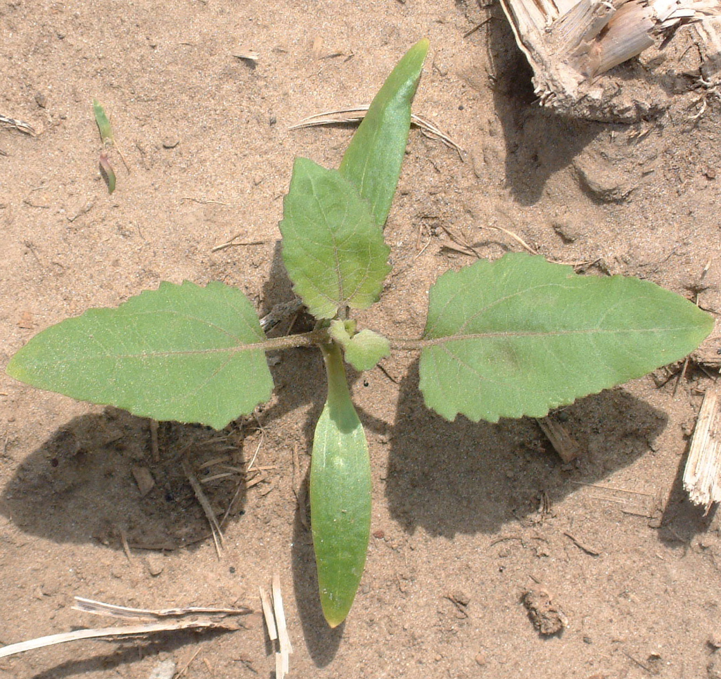 A seedling plant with long narrow cotyledons and narrow triangular