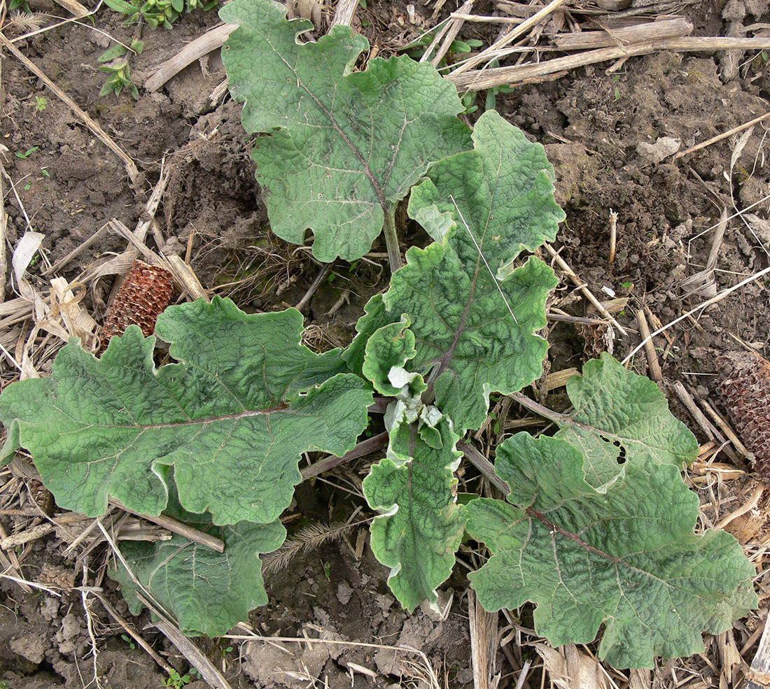 A second year plant in the rosette stage after over-wintering with its rhubarb like leaves and wavy leaf margins