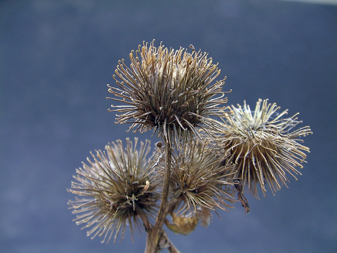 The brown burs that attach easily to many things with each holding several (~40) angular seeds