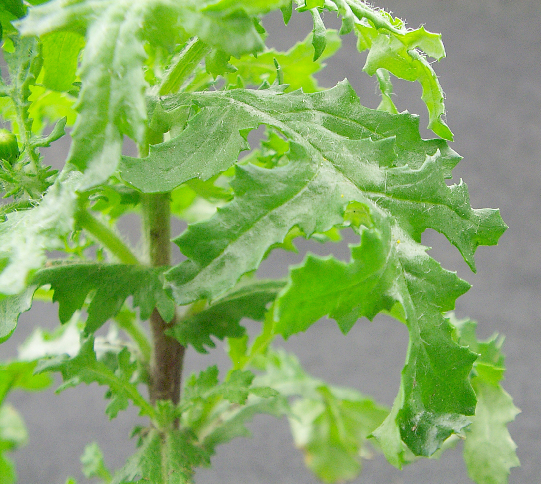 A close-up of the deeply lobed leaves