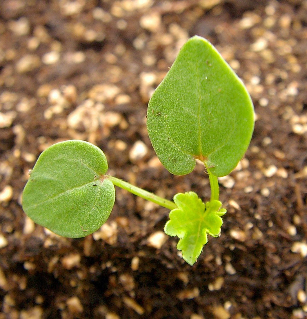 A seedling with its spade-shaped cotyledons with whitish veins