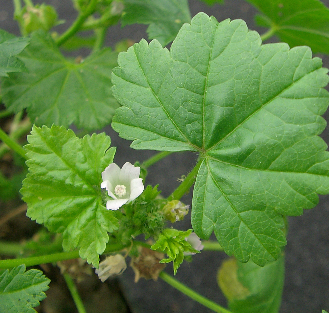 A close-up of a round, kidney- shaped leaf with shallow-toothed and lobed margins along with a five-petal, white flower