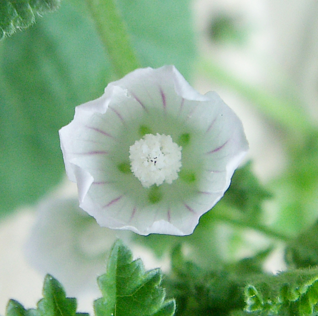 A whitish-pink flower that is in the process of opening, making it difficult to see the five petals