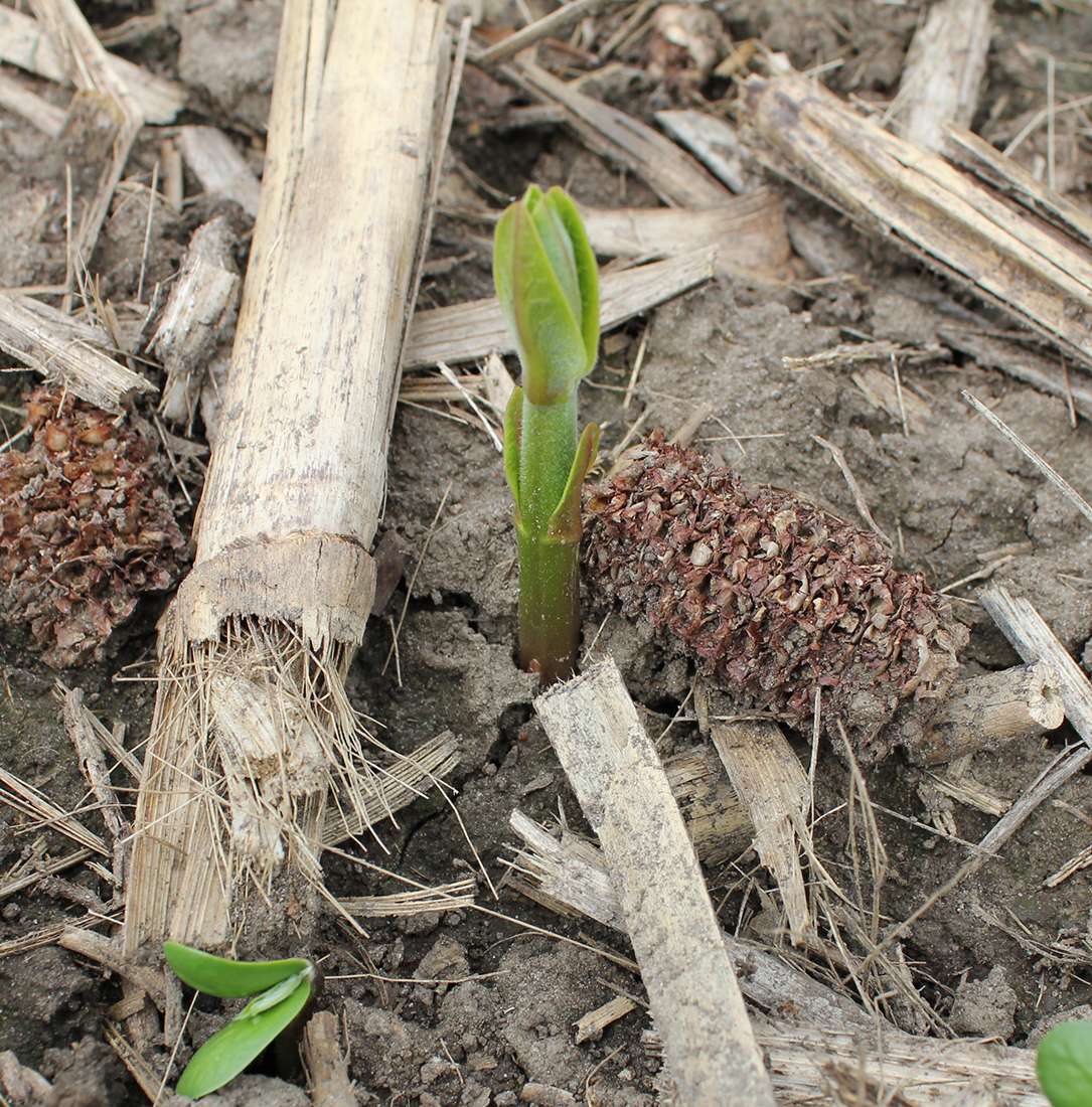 Milkweed shoots emerging in a soybean field during the first week