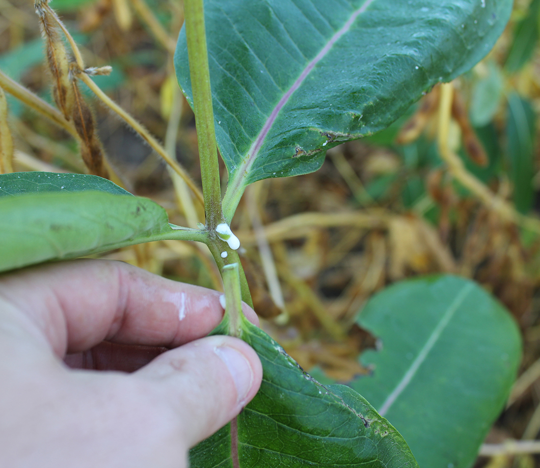 Sticky white milk exudes from milkweed when plant tissue is torn