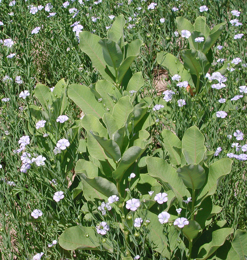 A patch of milkweed at the pre-bloom stage in a field of flowering flax