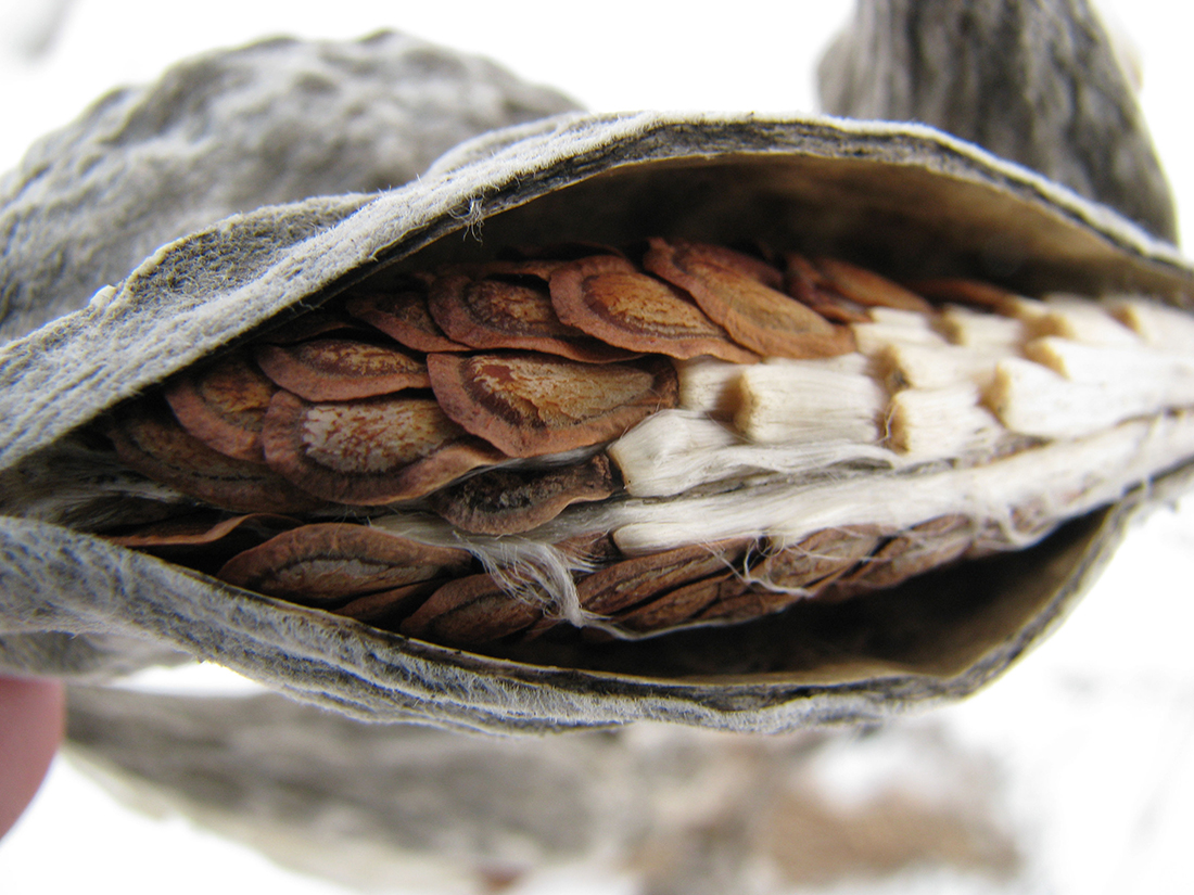 An open seedpod reveals numerous brown seeds, each with silky white hairs