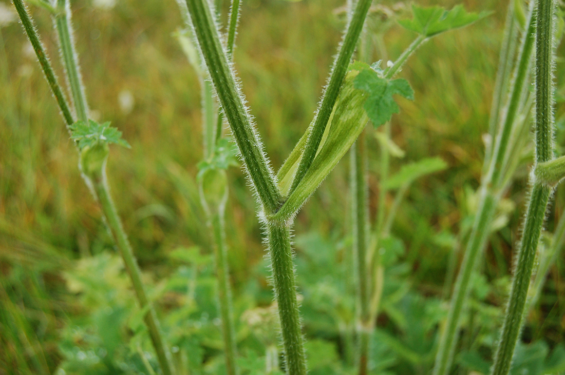 The green and finely hairy stem