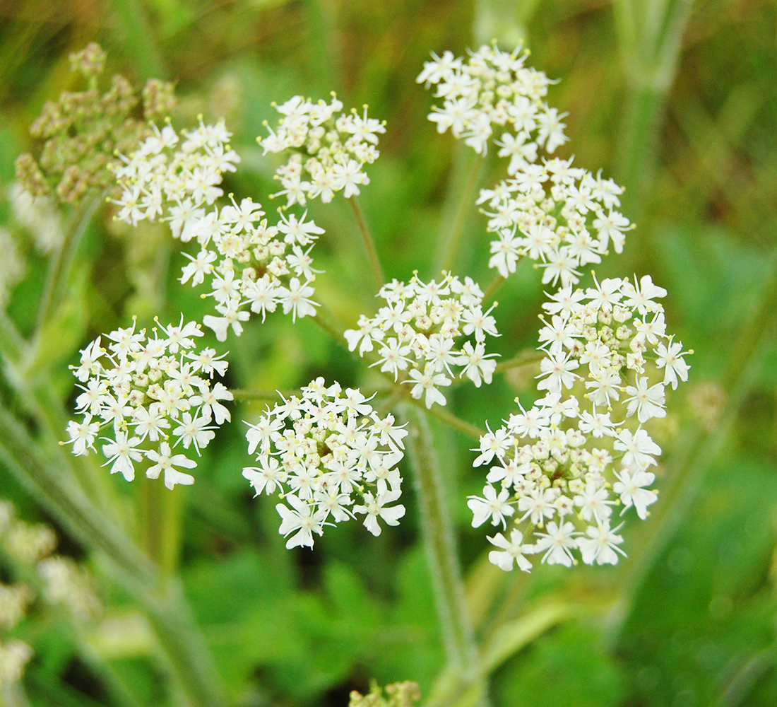 A close-up of the small, white, five- petalled flowers