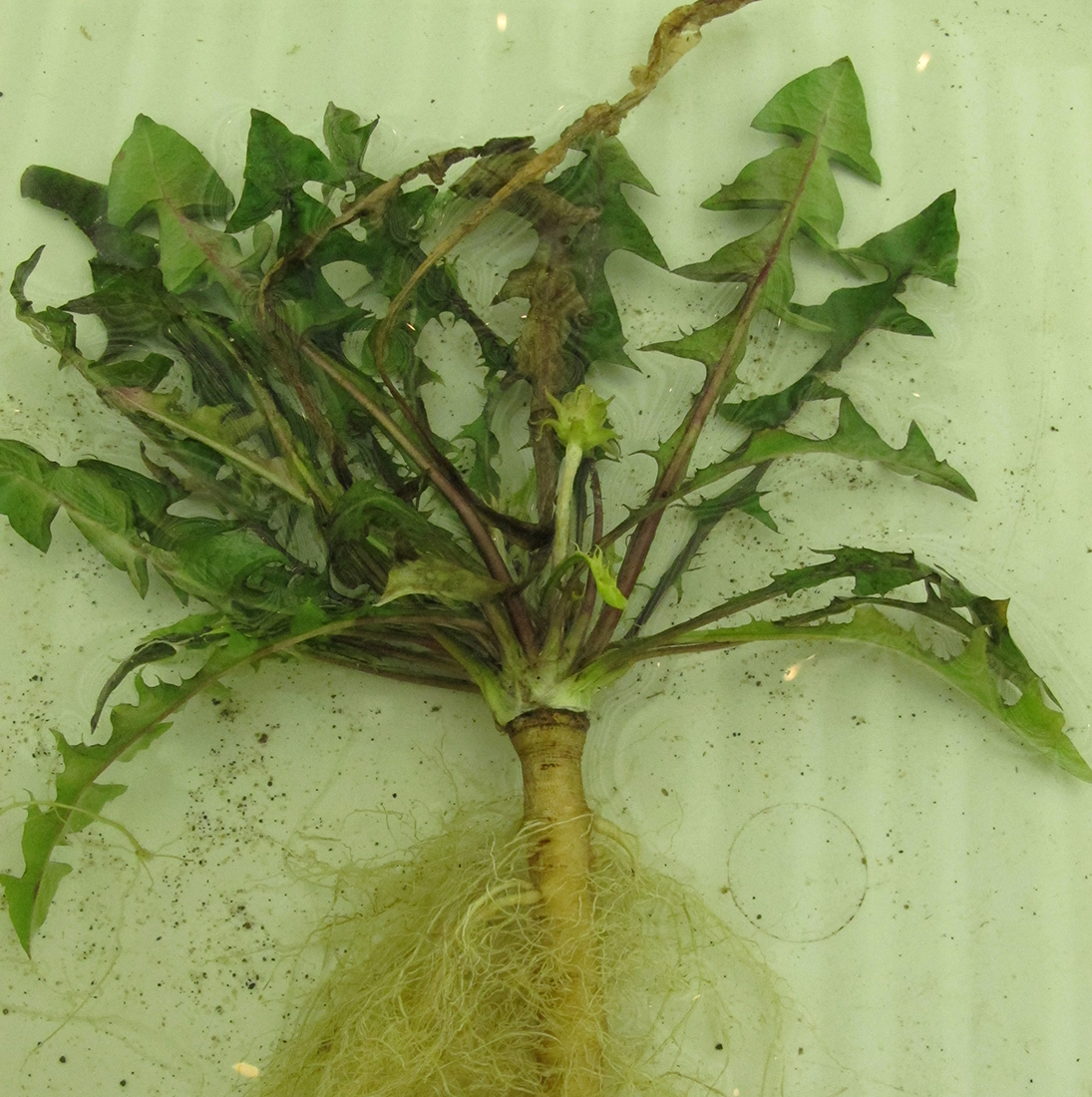 Une racine pivotante charnue, accompagnée de plusieurs racines fibreuses secondaires, au sommet de laquelle se trouve une imposante rosette de feuilles
