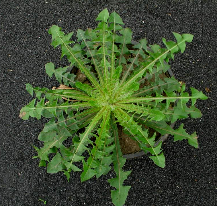 Deeply-lobed mature leaves on a basal rosette