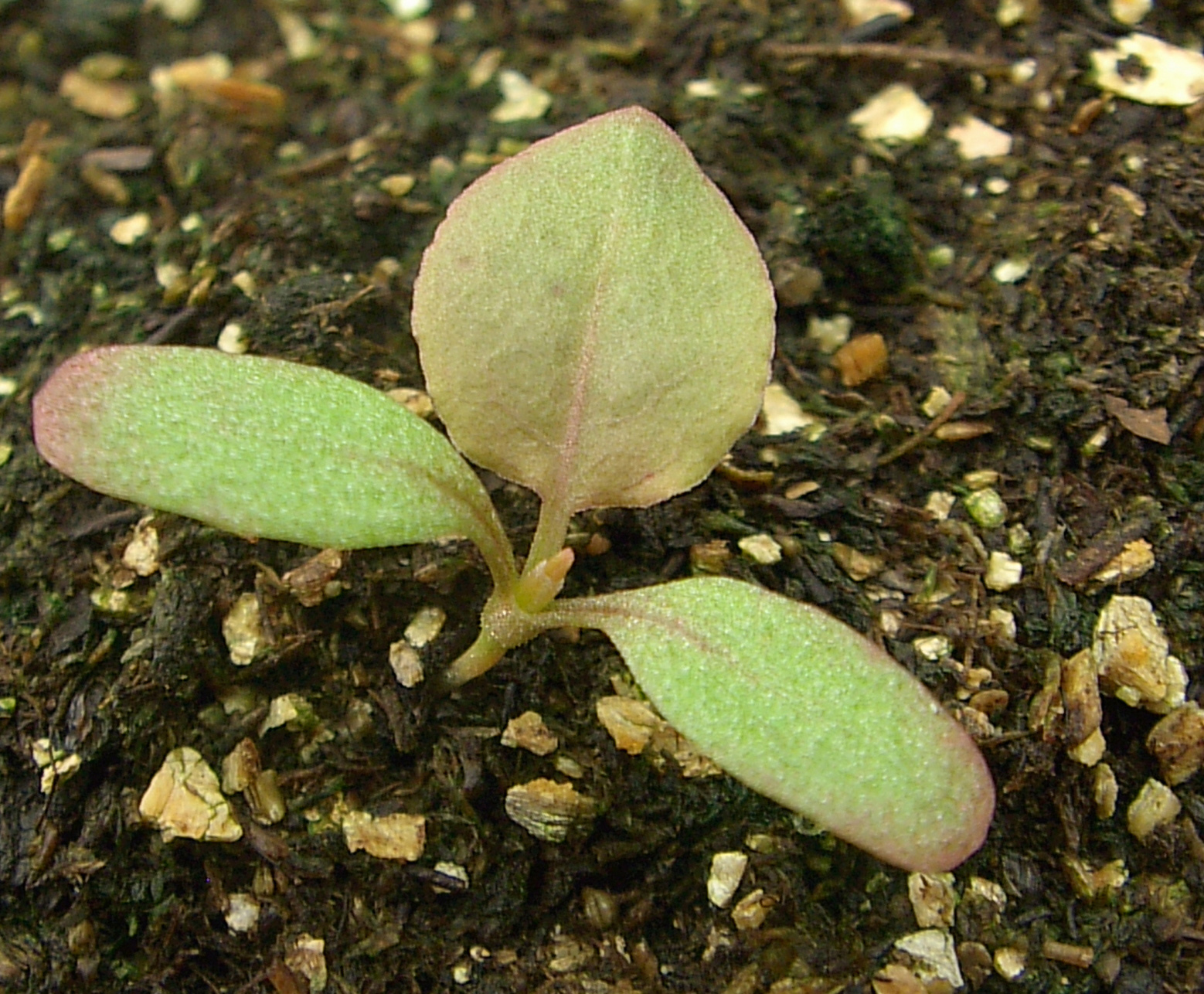 The elongated cotyledons and round first leaves