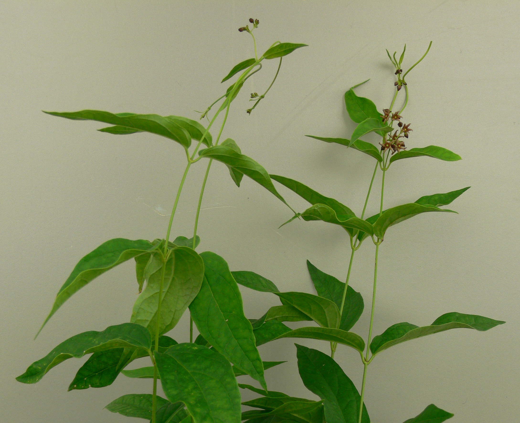 A flowering plant and opposite leaf orientation