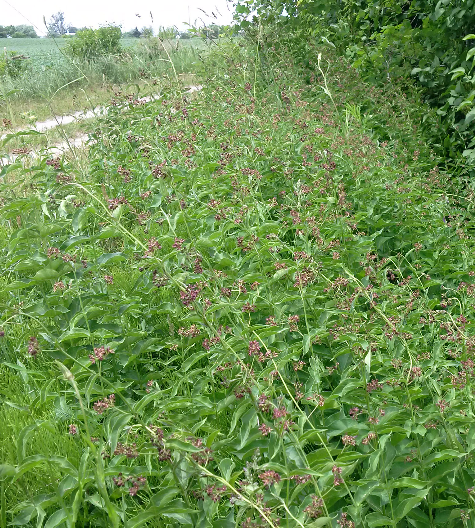 Plantes en floraison, le long d’un sentier nature, dans le comté de Waterloo à la mi-juin