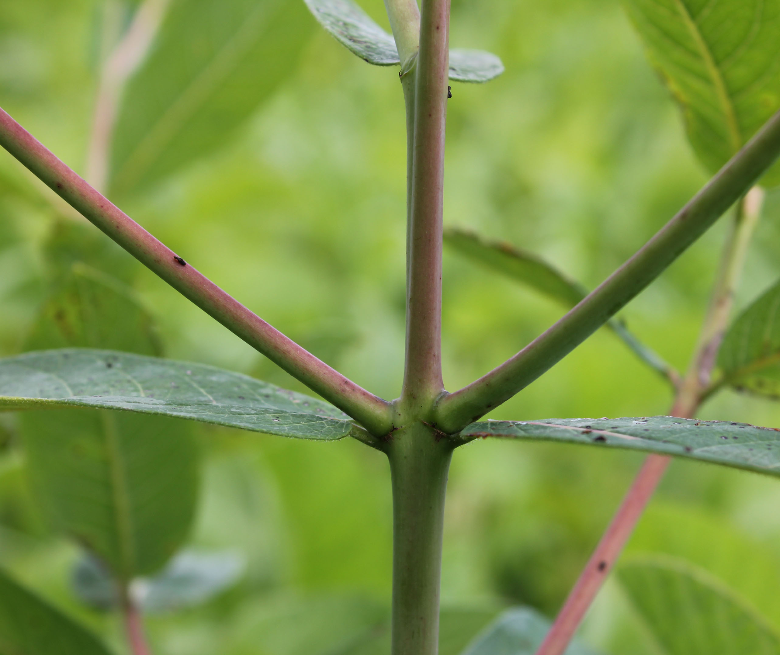 Leaves are orientated oppositely on the stem with two per node