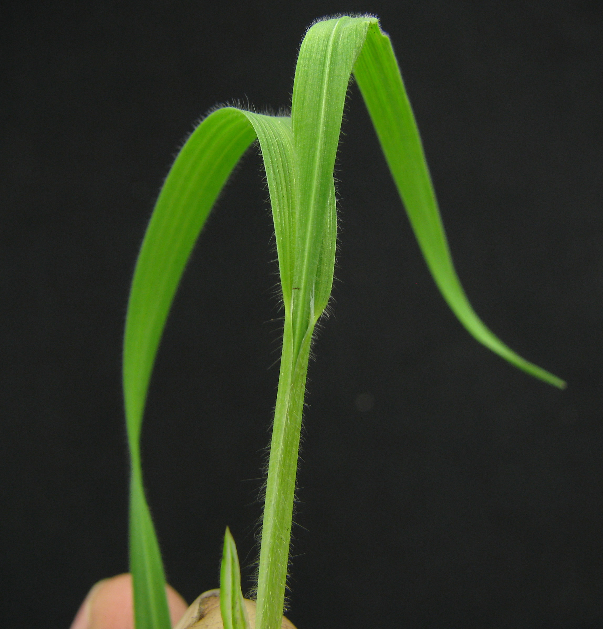 The densely short-haired leaf sheath