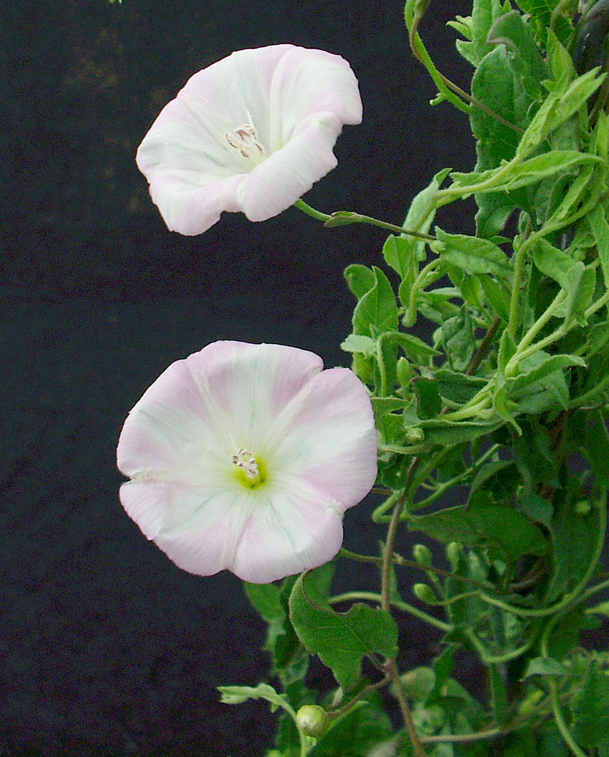 The round, pinkish-white flowers of field bindweed