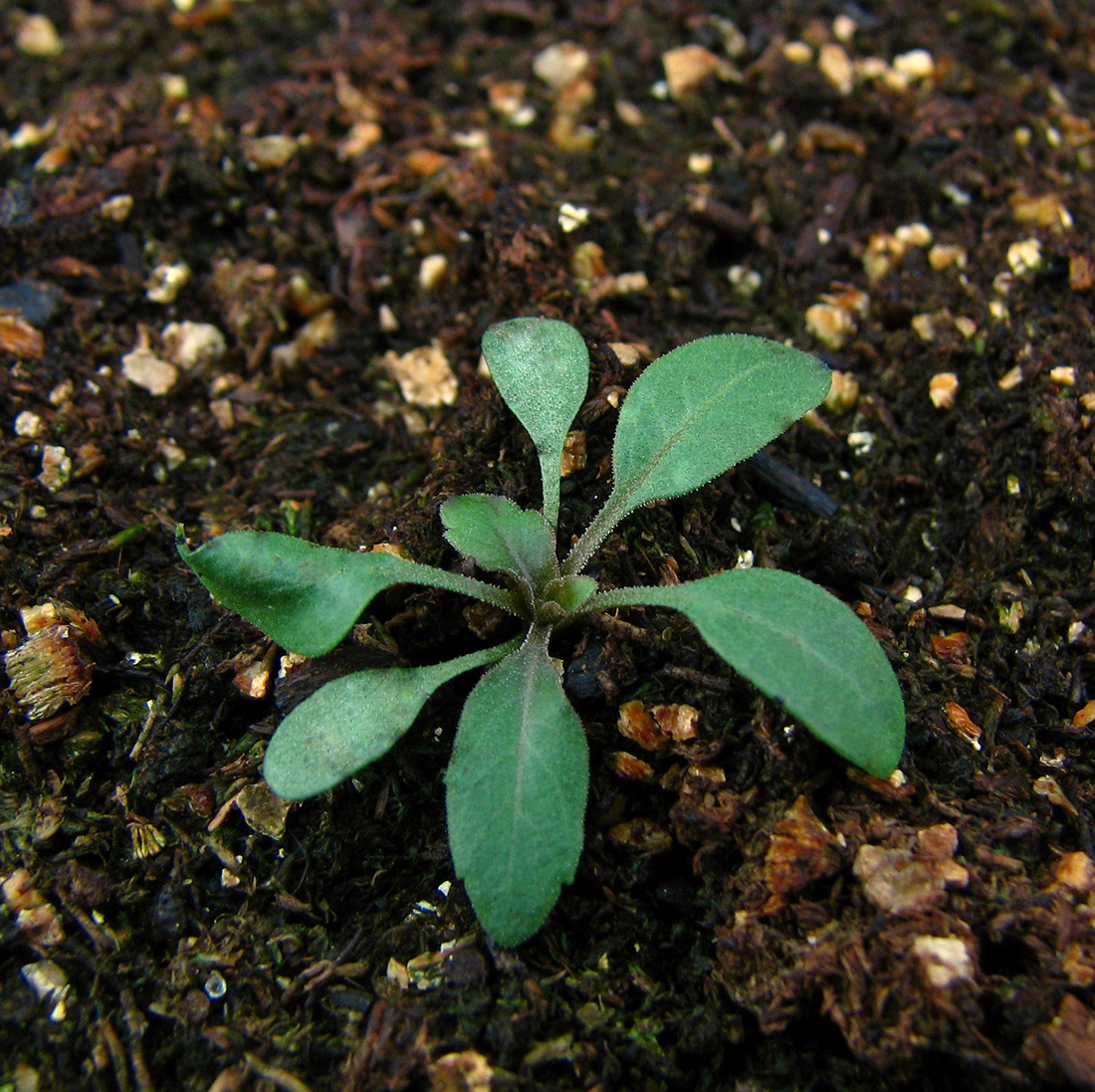 The basal rosette with oval leaves having a rounded apex