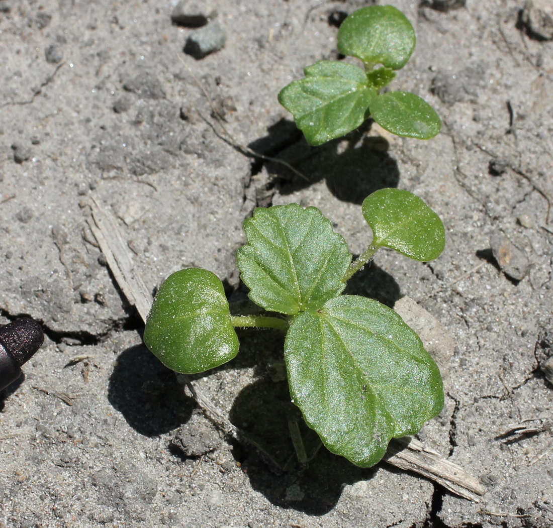 A seedling with its orbicular-shaped cotyledons and leaves with toothed margins