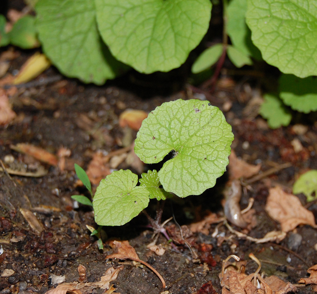 A young seedling plant in the spring
