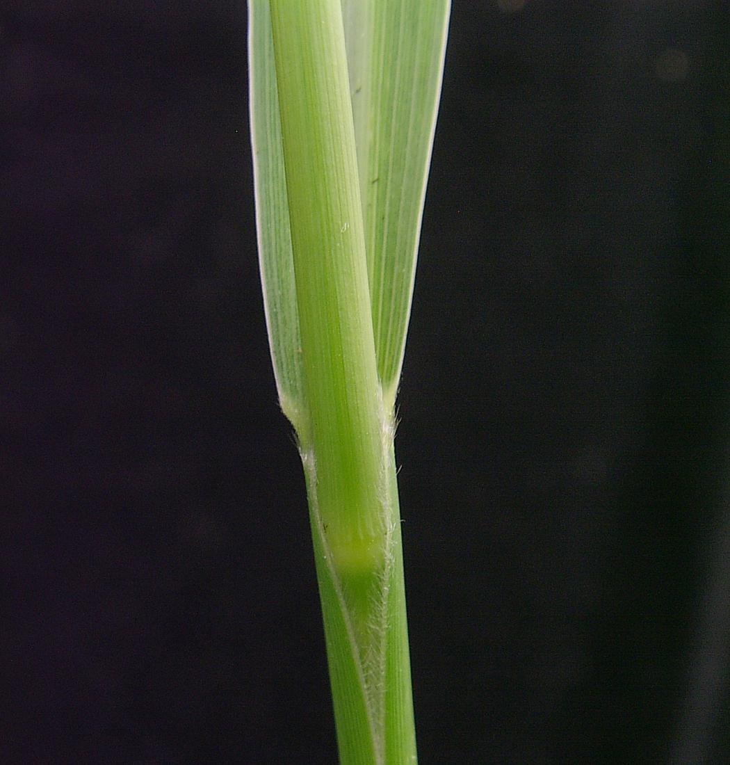The hairy leaf sheath margin