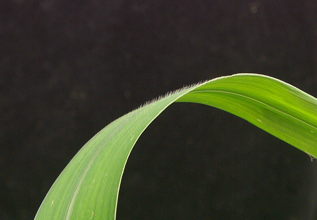 The hairy upper surface of the leaf blade