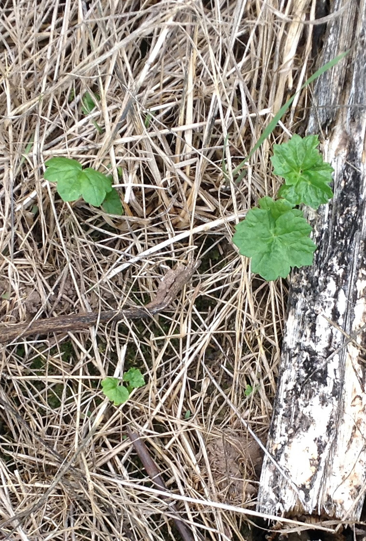 A newly emerged seedling plant beside a mature stalk in late August