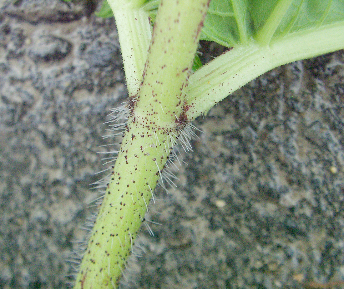 The green stem with reddish-purple speckles, covered in whisker-like hairs