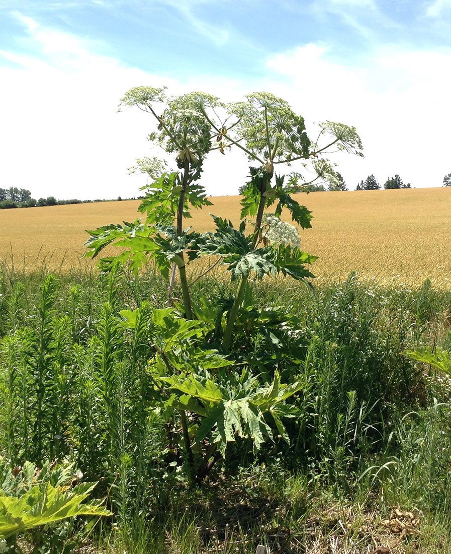 Flowering plant in late June standing approximately 5 m tall