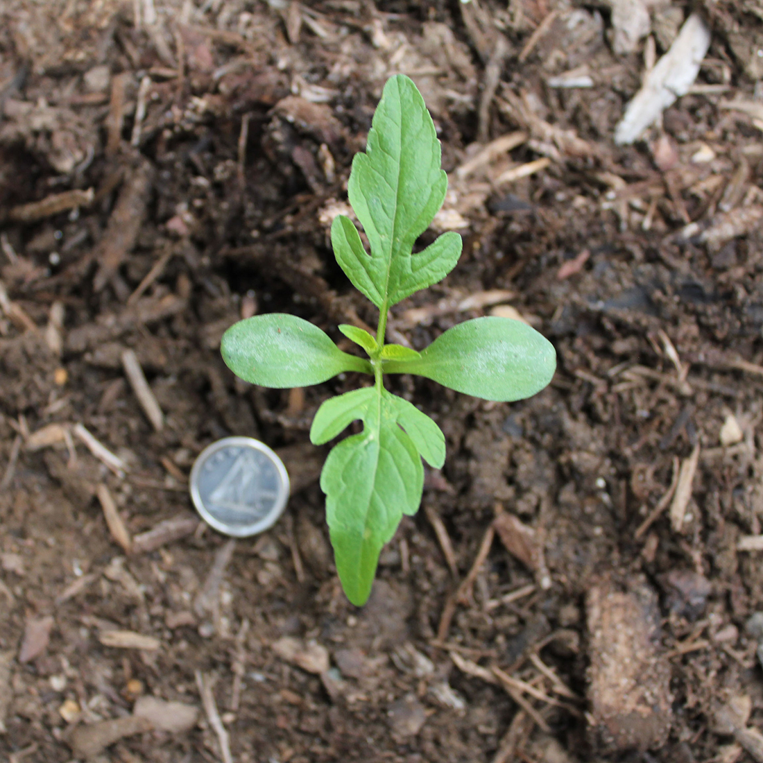 A 2-leaf plant with its oblong cotyledons