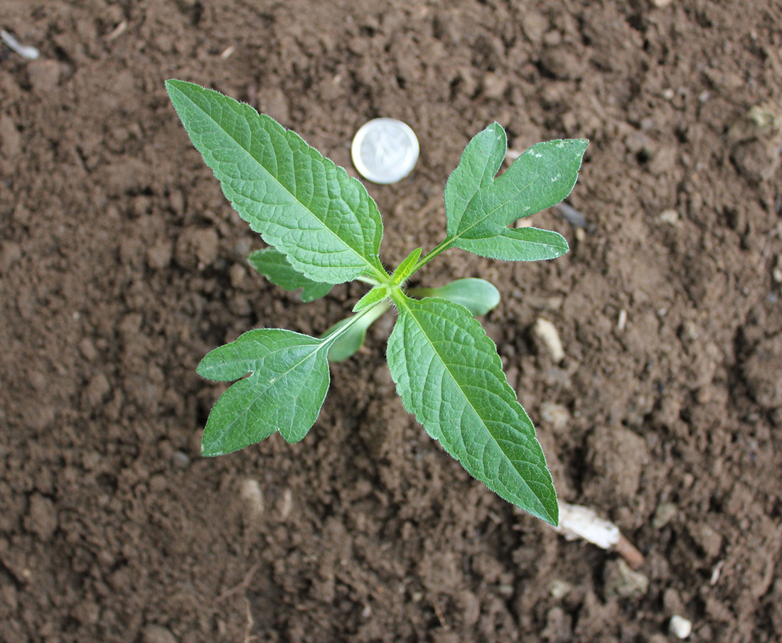 A seedling plant at the 4-leaf stage