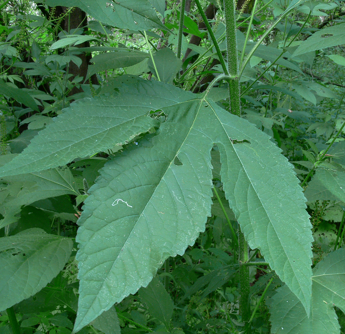 The 3-lobed mature leaves with toothed leaf margins