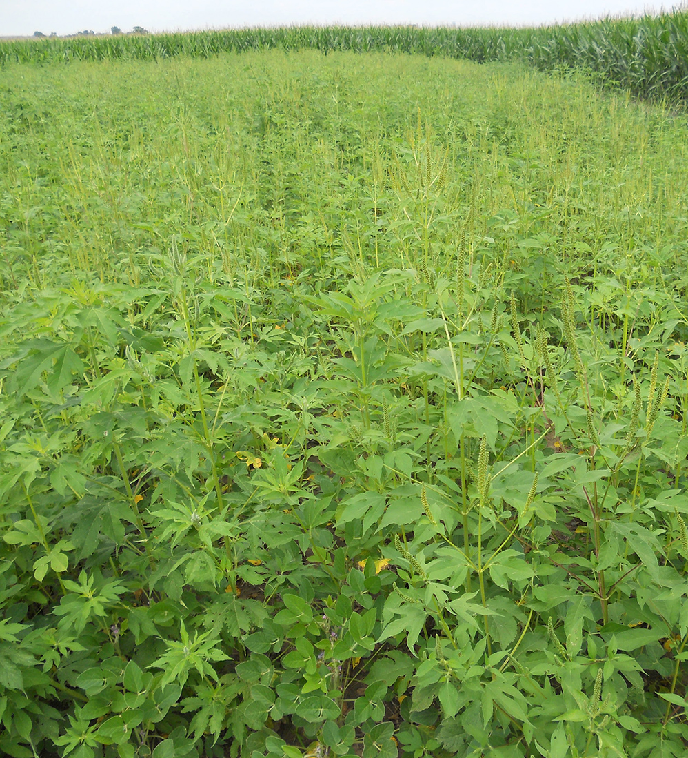 A heavy infestation of giant ragweed in Essex county at the flowering stage