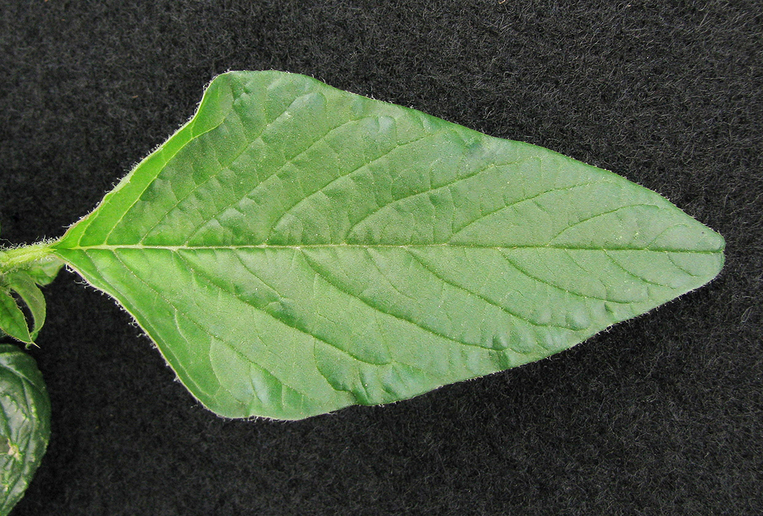 The mature leaf tends to be shinier and darker green than other pigweeds