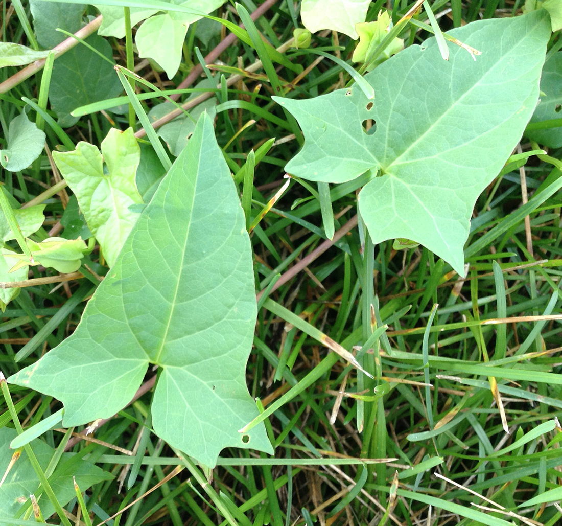 The triangular-shaped leaves with two deep basal lobes and the pointed tip