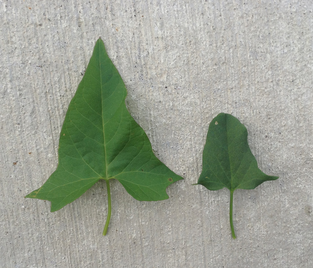 Hedge bindweed leaf (left) compared to a field bindweed leaf (right)