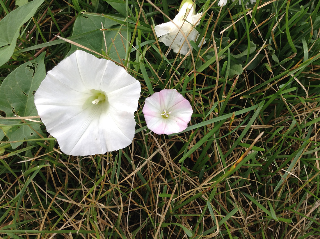 A hedge bindweed flower (left) compared to a field bindweed flower (right)