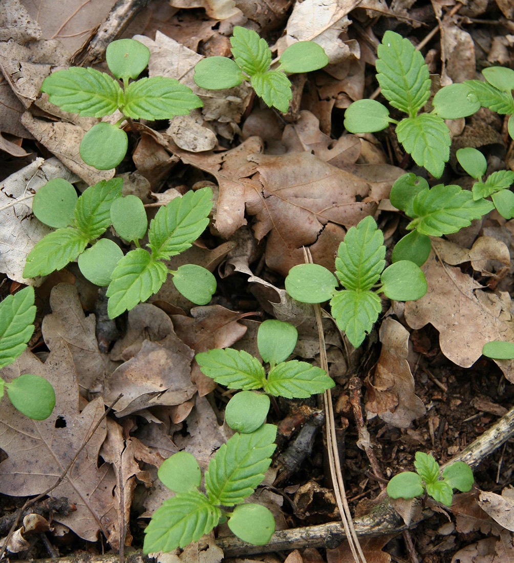 A seedling with round cotyledons and leaves with toothed margins