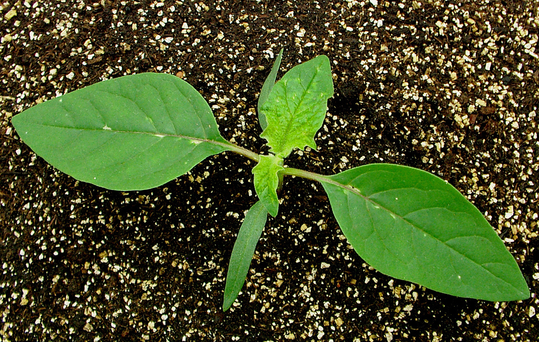 A young seedling with its first two, oval-shaped leaves being oval (later leaves are more deeply toothed)